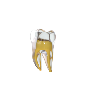 DIENTE ENDO TRAINING (MOLAR INFERIOR)(L6)