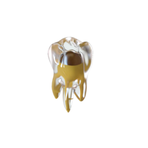 DIENTE ENDO TRAINING (MOLAR SUPERIOR )(U6)