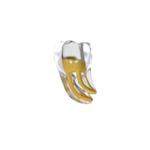 DIENTE ENDO TRAINING (MOLAR INFERIOR)(L6 curved)